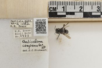 Media type: image;   Entomology 790802 Aspect: Labels